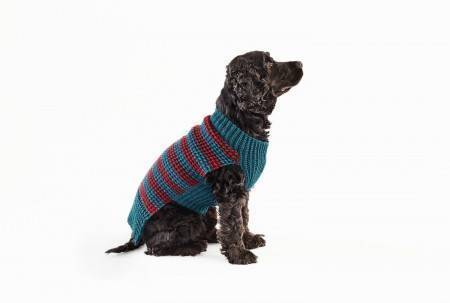Dog Coats in King Cole Pricewise DK (5760)