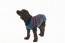 Dog Coats in King Cole Pricewise DK (5760)
